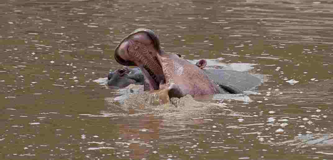 Hippo n the water